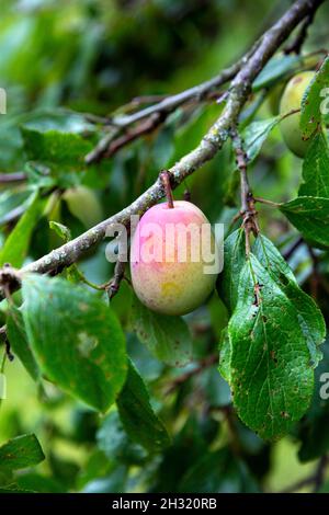 Prugna biologica che cresce in un frutteto Foto Stock