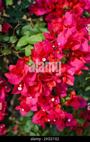 Primo piano di fiori di bougainvillea glabra fiore con sfondo bokeh. Nessuna gente. Foto Stock