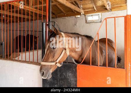 Ritratto di cavallo marrone nel fienile Foto Stock