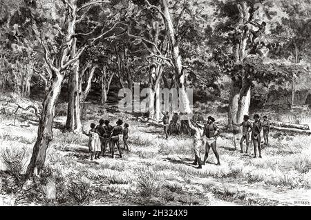 Caccia scoiattolo volante. Queensland, Australia. Illustrazione del vecchio 19 ° secolo inciso, viaggio verso l'Australia nord-orientale di Carl Lumholtz 1880-1884 da le Tour du Monde 1889 Foto Stock