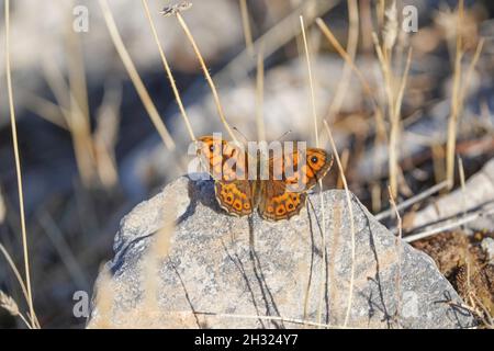 Wall Brown, farfalla di Lasiommata megera, poggiante sulla rockface, fauna selvatica in Andalusia, Spagna. Foto Stock