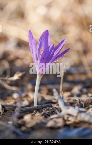 Falso Autunno Crocus (Colchicum lusitanum) una coltivazione di fiori selvaggi in autunno. Andalusia, Spagna. Foto Stock