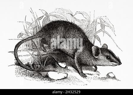 Il dunnart rosso-barrato (Sminthopsis virginiae) marsupiale Australasiano. Queensland, Australia. Illustrazione del vecchio 19 ° secolo inciso, viaggio verso l'Australia nord-orientale di Carl Lumholtz 1880-1884 da le Tour du Monde 1889 Foto Stock