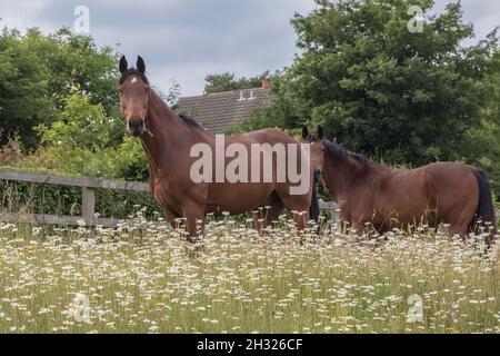 Un boccale di erba - un paio di cavalli di baia intelligente che pascola in un prato di fiori selvatici. Entrambi con l'erba in bocca. Suffolk , Regno Unito Foto Stock