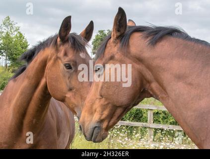 Due cavalli da baia corrispondenti, il meglio degli amici e dei compagni , si sono felicemente rivelati nel prato. Suffolk, Regno Unito Foto Stock