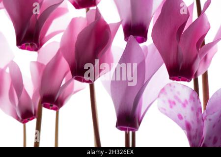 Retroilluminato con petali viola (Ciclamino) su un lightbox Foto Stock