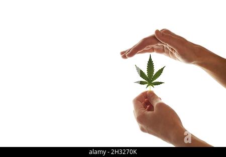 Una mano femminile tiene una foglia di marijuana su sfondo bianco. Mockup per la presentazione dei prodotti di cannabis Foto Stock