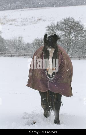 Inverno neve - un cavallo di baia si è rivelato nel campo nella neve nel suo tappeto pieno . Sta nevicando ma è calda e felice . Suffolk , Regno Unito Foto Stock