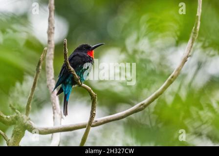 Black Bee-eater - Merops gularis, bellissimo uccello raro colorato da foreste africane, foresta di Kibale, Uganda. Foto Stock