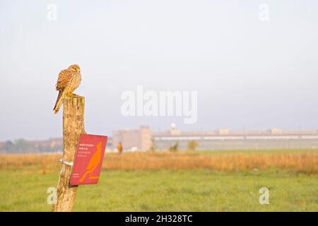 Un gheppio comune (Falco tinnunculus) arroccato su un palo di legno fotografato con un ampio angolo. Foto Stock