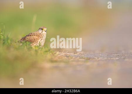 Un gheppio comune (Falco tinnunculus) arroccato a terra. Foto Stock
