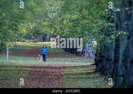 Clumber Park, Nottinghamshire, Inghilterra, Regno Unito. 25 ottobre 2021. Meteo Regno Unito. Le persone che amano la loro mattinata d'autunno esercitarsi lungo il viale di Lime Tree a Clumber Park, Nottinghamshire, Inghilterra. Credit: Alan Keith Beastall/Alamy Live News Foto Stock