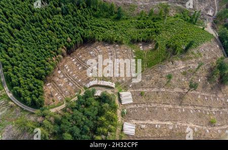 Fotografia aerea, zona forestale di Hünkesohl con danni alla foresta nei pressi di Wormberg, Drolshagen, Sauerland, Renania settentrionale-Vestfalia, Germania, albero morte, abbaia essere Foto Stock