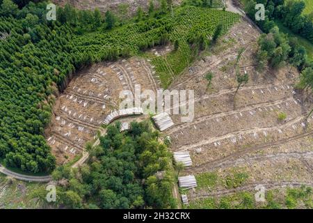 Fotografia aerea, zona forestale di Hünkesohl con danni alla foresta nei pressi di Wormberg, Drolshagen, Sauerland, Renania settentrionale-Vestfalia, Germania, albero morte, abbaia essere Foto Stock