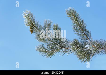 Un ramo di pino con un cono, coperto di gelo, contro un cielo blu Foto Stock