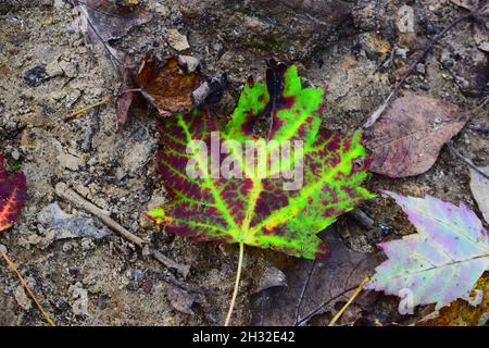 Una vivace Fall Leaf in transizione all'Indian Lake County Park nella contea di Dane, WISCONSIN Foto Stock