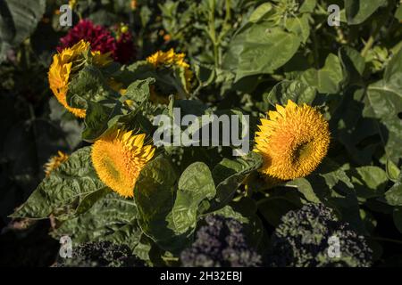 Tre girasoli gialli nel letto del giardino Foto Stock