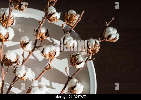 Il cotone asciutto inflorescences su uno sfondo scuro nel colpo interno con luce solare dura. Foto Stock