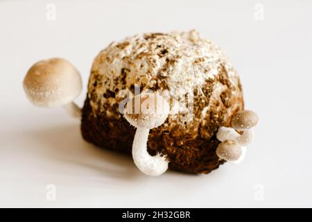 Funghi shiitake sul blocco di micelio. Tradizionale fungo asiatico. Alimenti medicinali biologici sani. Casa in crescita. Studio girato su sfondo bianco. Foto Stock