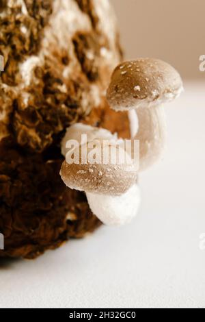 Funghi shiitake sul blocco di micelio. Tradizionale fungo asiatico. Alimenti medicinali biologici sani. Casa in crescita. Studio girato su sfondo bianco. Foto Stock