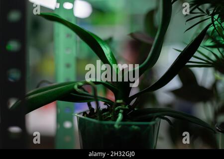 Focalizzazione selettiva sulla pianta verde geneticamente modificata in piedi sul tavolo durante l'esperimento scientifico. In background, i ricercatori multietnici lavorano nel laboratorio ospedaliero farmaceutico Foto Stock