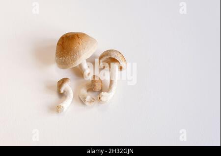 I funghi shiitake freschi si trovano su uno sfondo bianco. Vista dall'alto in primo piano. Foto Stock