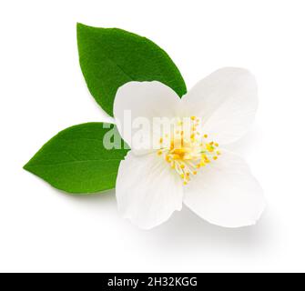 Jasmine fiore isolato su sfondo bianco. Disposizione piatta, vista dall'alto Foto Stock