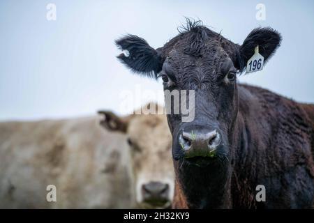 Primo piano di tori di manzo stud, mucche e vitelli che pascolo su erba in un campo, in Australia. Razze di bestiame includono parco speckle, murray grigio, angus, reggiseno Foto Stock