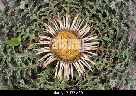 Carlina acanthifolia Carline fiore di carline, erbe perenni in famiglia: Asteraceae. Foto Stock