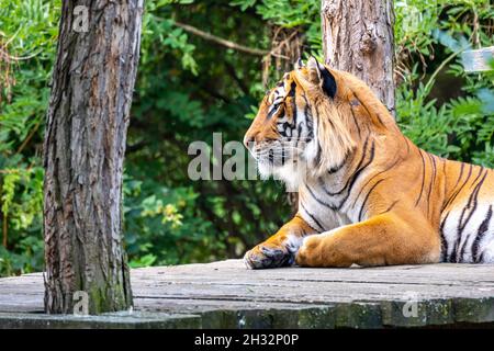 Tigre carina nello zoo Foto Stock