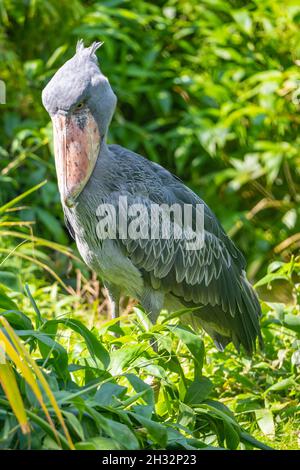 Shoebill - divertente cicogna nel verde Foto Stock