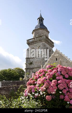 La torre della chiesa, con le ortangee in piena fioritura in primo piano: St-Gilles-Pligeaux, Côtes d'Armor, Bretagna, Francia Foto Stock