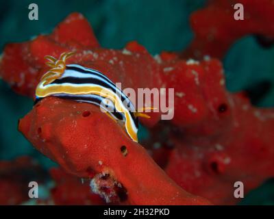 Macro Pyjama nudibranch mare Slug su una spugna rossa Foto Stock