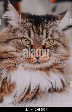 Gatto grigio bashful con Paws sulla faccia Foto Stock