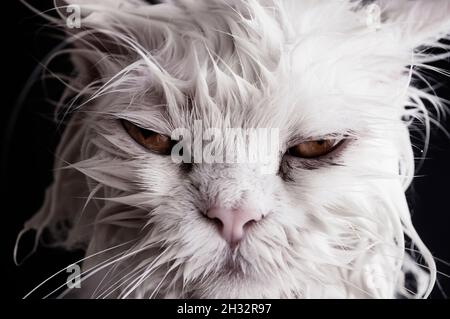 Gatto grumpy dopo un bagno Foto Stock