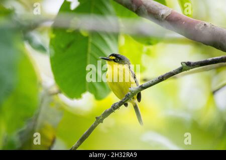 Bella vista a piccolo uccello giallo tropicale su albero verde foresta pluviale, Rio de Janeiro, Brasile Foto Stock