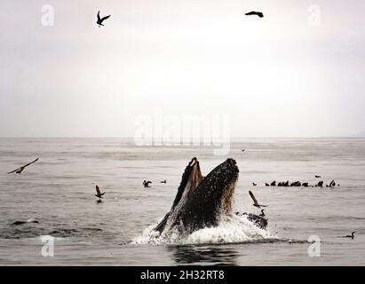 L'humpback che affondi la balena a Monterey Bay, California, durante la giornata di nebbia Foto Stock