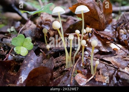 Micena epipterygia è una specie di funghi della famiglia Micenaceae. È comunemente noto come cofano gamba giallastro. Foto Stock