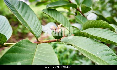 primo piano di una piccola guava che cresce in una piantagione. Foto Stock