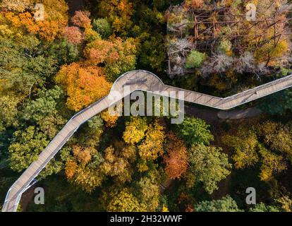 Beelitz, Germania. 25 ottobre 2021. Un visitatore cammina lungo il sentiero della cima degli alberi 'albero e tempo' tra gli alberi di colore autunnale in tempo di sole. Il sentiero lungo 320 metri si trova sui terreni degli ex sanatori polmonari di Beelitz-Heilstätten. Dalla costruzione in acciaio e legno sopra le cime degli alberi, i visitatori possono vedere gli edifici elencati e il parco. (Vista aerea con un drone) Credit: Monika Skolimowska/dpa-Zentralbild/dpa/Alamy Live News Foto Stock