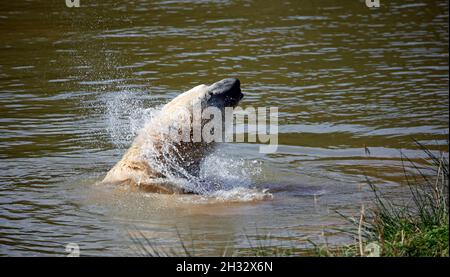 Orso polare in un parco faunistico del Regno Unito Foto Stock