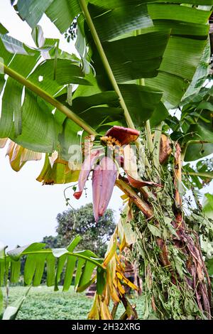 Bella fioritura delle banane. Banane giovani non mature che crescono in giardino. Foto Stock