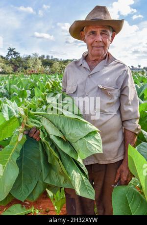 Coltivatore di tabacco, Cuba Foto Stock