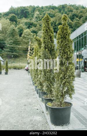 Thuja verde in terracotta pentole in strada Foto Stock