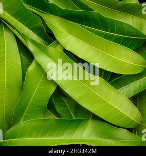 il mango lascia la texture di fondo, le foglie benefiche di salute commestibili usate in diverse cucine e cura della pelle e crescita dei capelli, closeup astratto Foto Stock