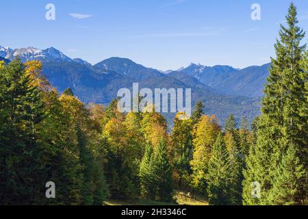 Foresta di montagna in autunno con montagne sullo sfondo Foto Stock