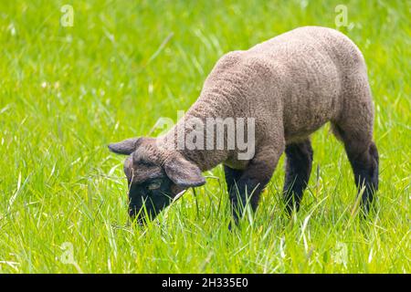 Agnello in erba - Suffolk pecora sul pascolo, vista laterale Foto Stock