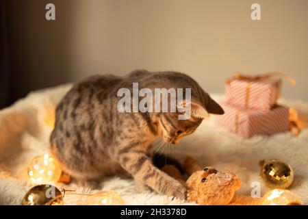 Adorabile gatto sdraiato su un letto accogliente con le luci d'oro di natale bokeh e scatole regalo. Carino gattino rilassante e giocare con il giocattolo della palla d'oro. Vacanze invernali Foto Stock