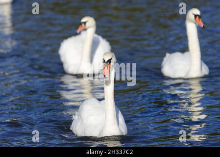 Mute Swan (Cygnus olor) 3 adulti maschi che nuotano Foto Stock