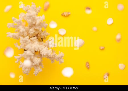 Levitazione dall'alto di conchiglie di mare di colori bianchi e marroni e motivo di corallo su sfondo giallo vibrante sulla sinistra. Vacanze viaggio e vacanza Foto Stock